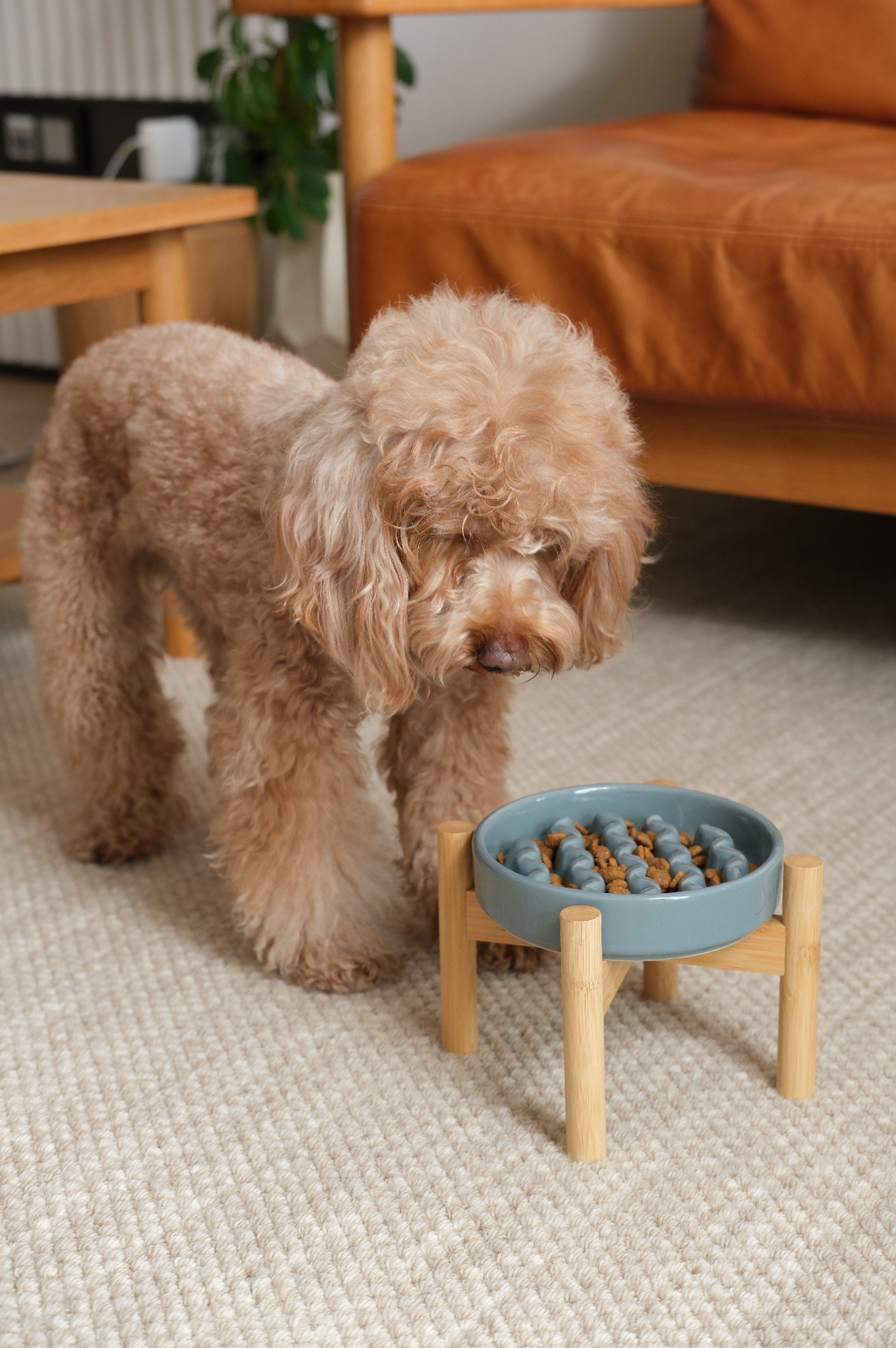 [Macaroni] Slow Feeder Dog Bowls - Yellow / Frozen Blue / Purple
