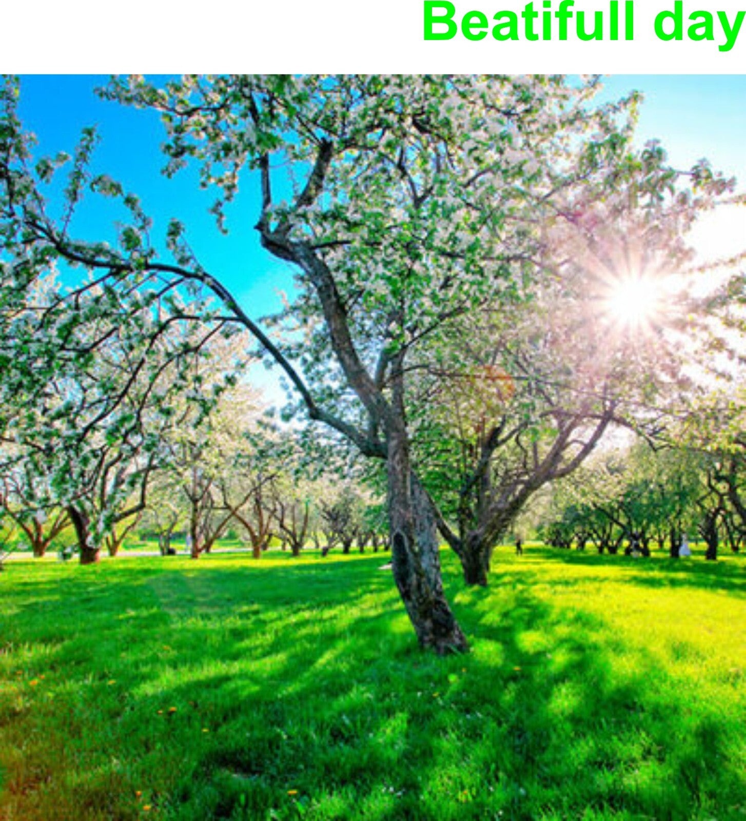 Massage & body Oil Scent Rejuvenates Relaxing Sensual Lotions Hydrates Skin