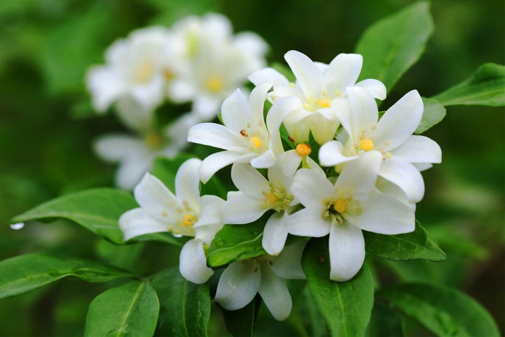 Massage & body Oil Scent Rejuvenates Relaxing Sensual Lotions Hydrates Skin