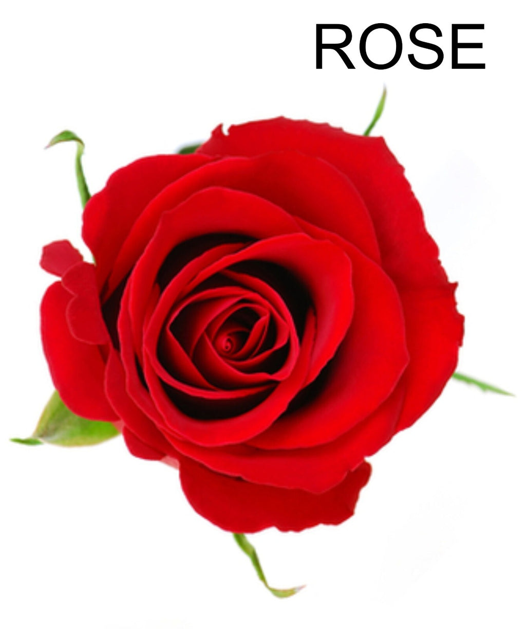 Massage & body Oil Scent Rejuvenates Relaxing Sensual Lotions Hydrates Skin